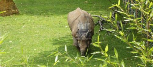 Le rhinocéros indien