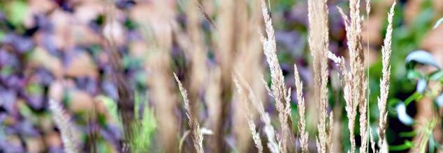 Les herbes folles 