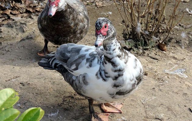 des canards et ...