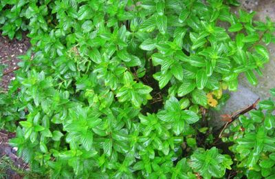   à la menthe à l 'eau 