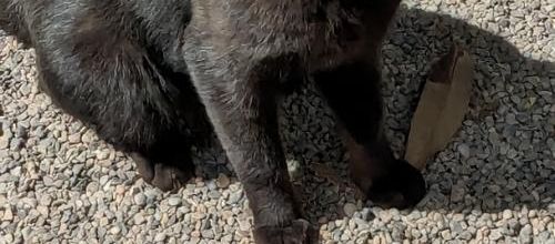 un chat qui m'avait adopté  hi hi 