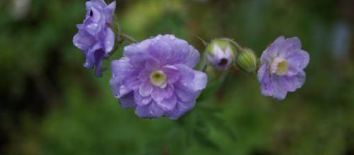 géranium pratense summer skies