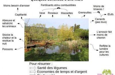 Pourquoi restaurer les zones humides à Chaville ?