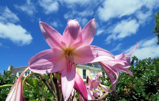 de jolies fleurs ...