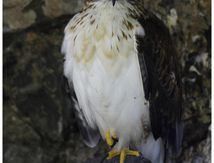 Buse rouilleuse ou Buse ferrugineuse - Buteo regalis - Ferruginous Hawk