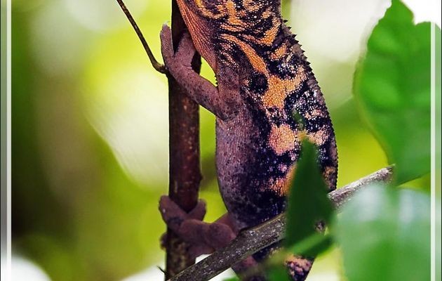 Rencontre avec un Caméléon panthère femelle, Panther chameleon (Furcifer pardalis) - Nosy Sakatia - Madagascar