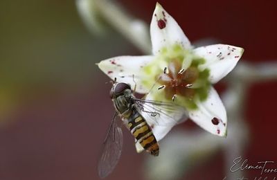 Quelques Syrphes...