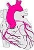 Coronaires, angine de poitrine, infarctus du myocarde. VII