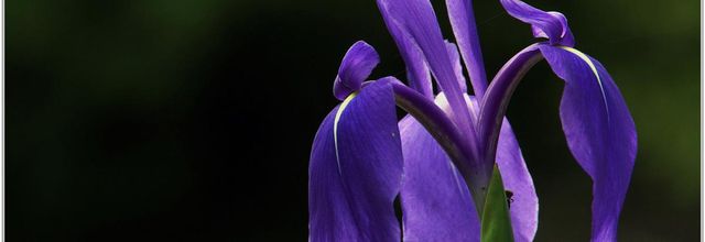 Iris (1)
