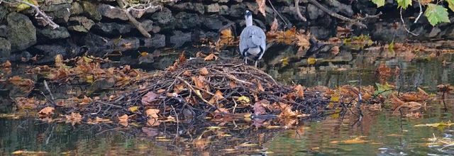 Parc du Château de Rambouillet : Un pêcheur solitaire, le Héron Cendré