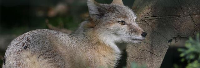 Ménagerie du Jardin des Plantes : Renard Corsac 