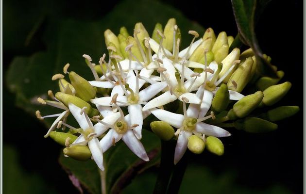 Cornouiller sanguin (Cornus sanguinea) - Encausse-Les-Thermes - 31
