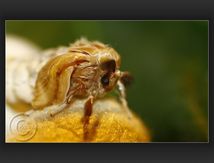 Sortie de cocon d'un Bombyx mori (bombyx du mûrier) 