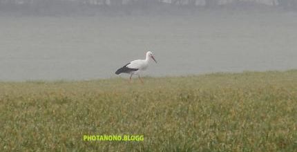 cigogne 