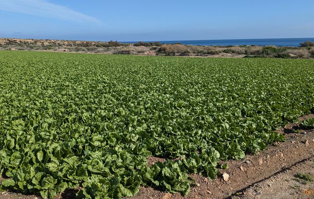 Balades autour de Aguilas 