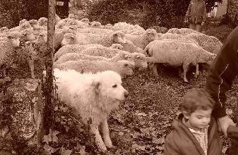 Les moutons