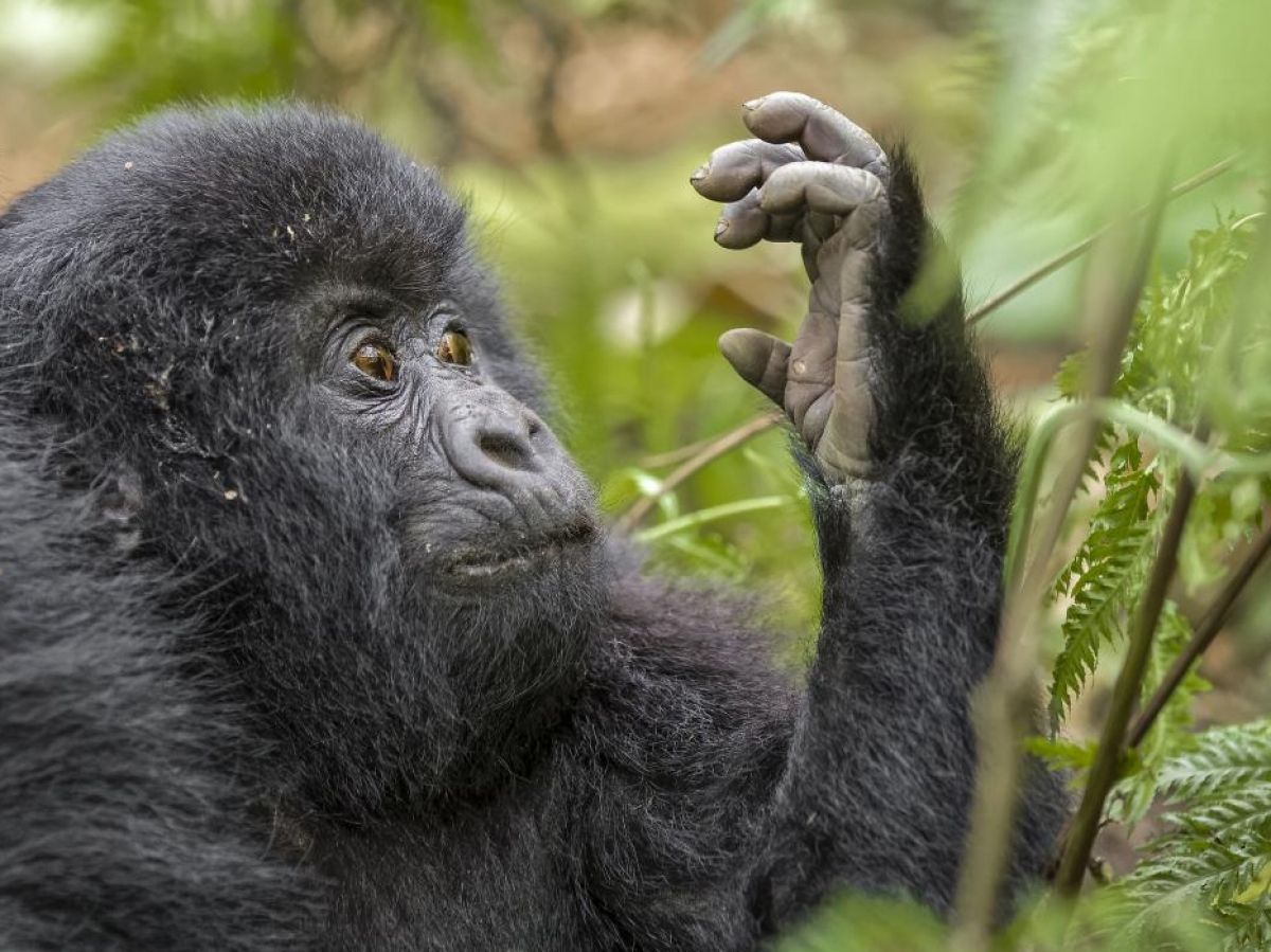 Au Rwanda, un gorille (Gorilla beringei beringei) regarde sa main.jpg