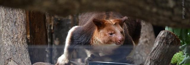 Ménagerie du Jardin des Plantes : Seleb et Yingwie, dendrolagues de Goodfellow