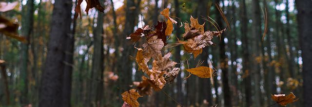 Novembre = Mort ? - InterBible