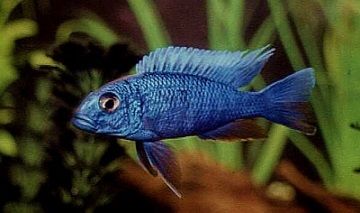 Après les oiseaux, les poissons ... 