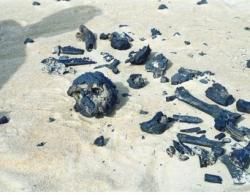 5 - Les prémices de l'Humanité en Afrique