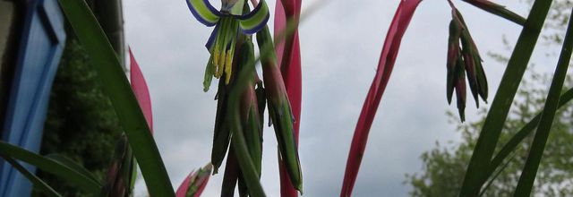 Nos fleurs du jardin - 6