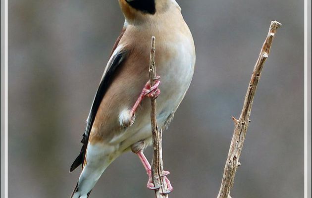 Grosbec casse-noyaux, Hawfinch (Coccothraustes coccothraustes) - Lartigau - Milhas - 31