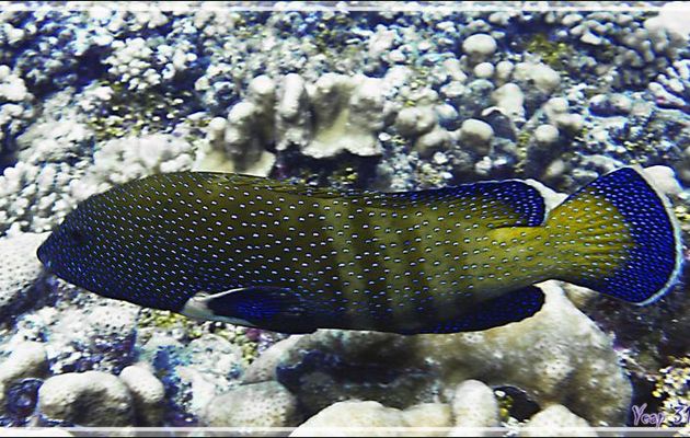 Mérou paon ou céleste ou Vieille cuisinière, Peacock Hind or Peacock or Bluespotted grouper (Cephalopholis argus) - Tumakohua (passe sud) - Atoll de Fakarava - Tuamotu - Polynésie française