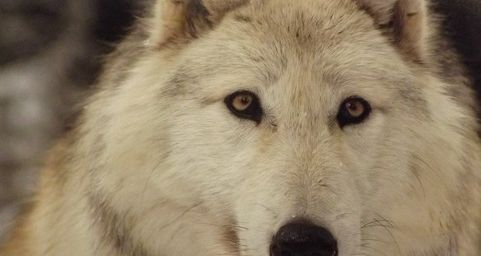  Photos: Mes Amis les Loups 