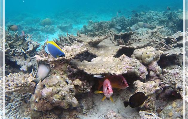 Snorkeling : Poisson-écureuil à grande mâchoire, Marignan sabre, Soldat armé, Poisson-écureuil à épines, Sabre squirrelfish (Sargocentron spiniferum) - Moofushi - Atoll d'Ari - Maldives