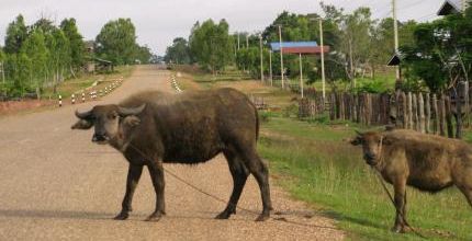 Photos du Laos