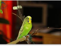 Api, le beau timide - Perruche ondulée (Melopsittacus undulatus) - Psittacidés