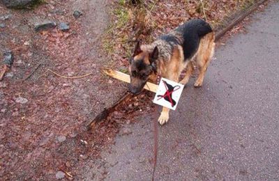 Caractère de chien