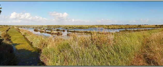 Vue panoramique sur les marais d'Ars-en-Ré - Ile de Ré - 17
