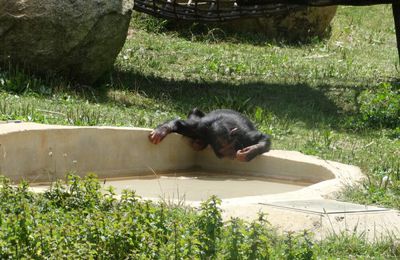 Le singe qui se mirait dans l'eau...