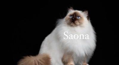 Très bon anniversaire à SAONA et sa fratrie - 2 ans