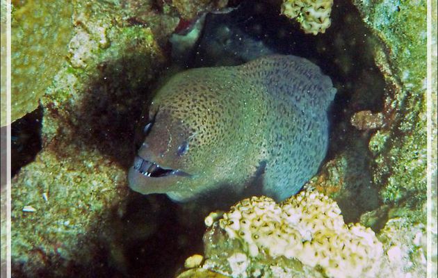 Snorkeling à Nosy Tsarabanjina : peu sympathique Murène de Java - Archipel Mitsio - Madagascar