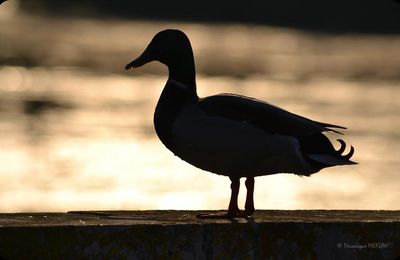 Canard Colvert sur fond de coucher de soleil - Rambouillet
