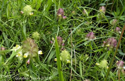 Melampyrum cristatum  -  mélampyre en crête