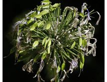Agapanthes