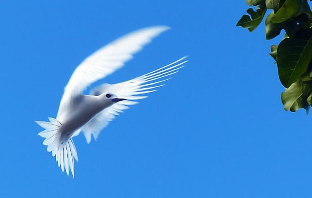 Fond d'écran (papier peint,wallpaper) : Gygis blanche - Ile aux oiseaux - Vers la passe sud Tumakohua (Tetamanu) - Atoll de Fakarava - Tuamotu - Polynésie française