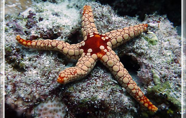 Etoile de mer élégante, Elegant sea star (Fromia nodosa) - Moofushi - Atoll d'Ari - Maldives