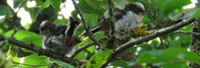 oisillons mésanges ...