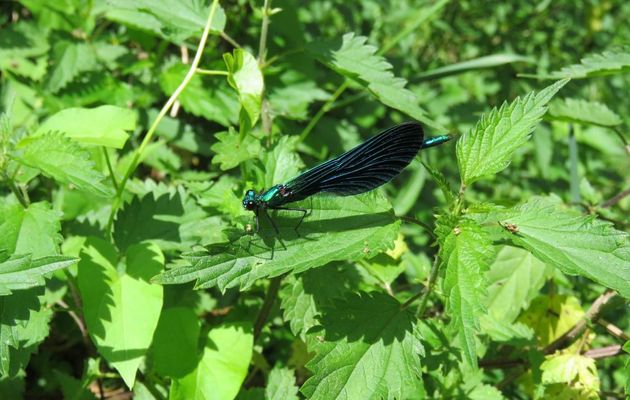 une demoiselle bleu