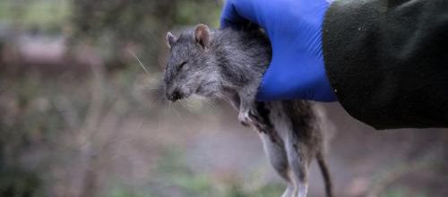 Des RATS dans le marais