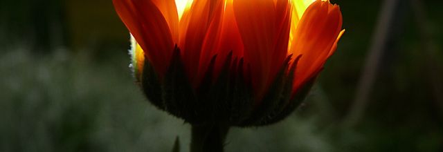 Des fleurs, des frelons et un couché de soleil