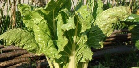 Légumes de saison