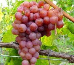 Viticulture- Caritas- Marché bovins