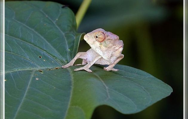 Caméléons : du plus petit au plus grand - Nosy Be - Madagascar