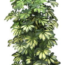 Ѽ Vegetation 
